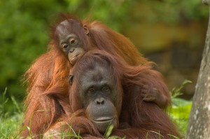 Orangutan press